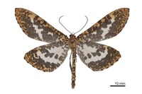 藏品(狹翅豹紋尺蛾)的圖片